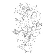 Sketch (outline) of a rose on a white background. engraving or drawing.