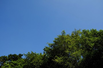 Bottom View of Trees in the Garden with Beautiful Blue Sky.