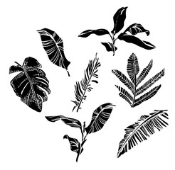 Vector set with compositions of graphical tropical leaves, palm leaves,banana leaves, monstera and jungle plants. © alina_galieva