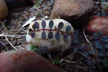 A tiny weed perfectly framed on a white stone