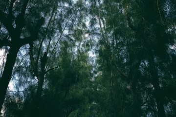 Bottom View of Pine Forest Background.