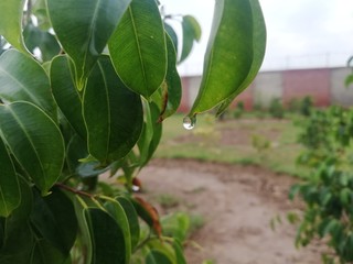 green olives on a vine