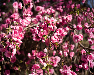 pink and white flowers