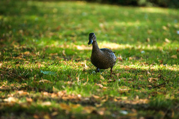 Duck walking on grass