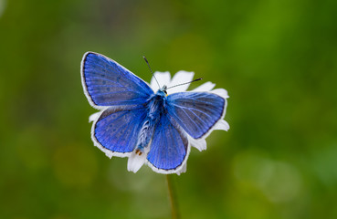 blue butterfly on flower