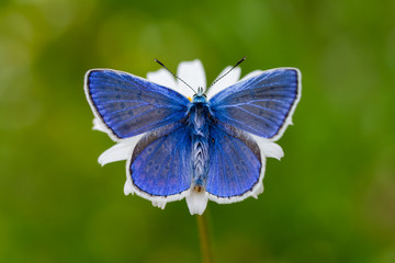 blue butterfly on a flower
