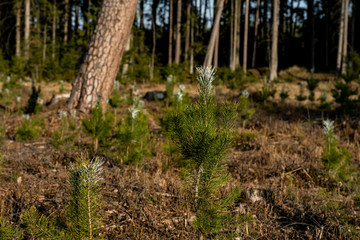 New pine seedlings marked white