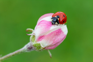 spring flower and ladybug