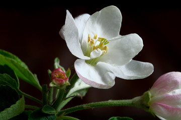 Fototapeta premium White Apple blossoms close-up. Spring bloom. Flower composition.