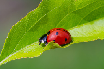 ladybird on leaf