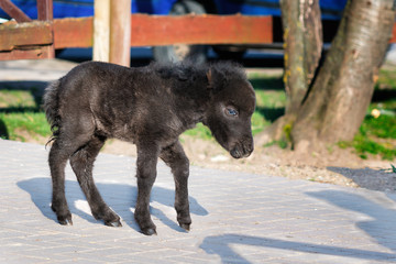 Black baby miniature horse on sunny spring day