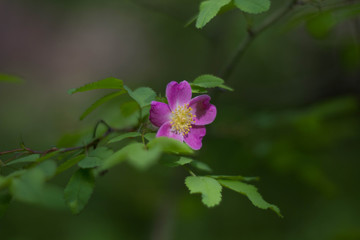 pink flower