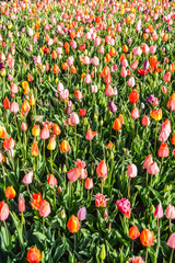 red and yellow tulips