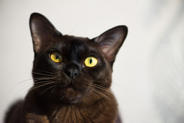 Brown Burmese Cat with Chocolate fur color and yellow eyes, Curious Looking, European Burmese Personality. Close-up portrait