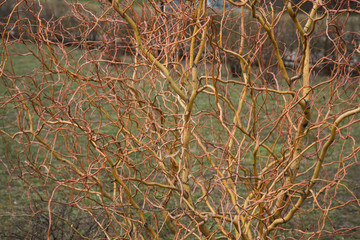 Bare branches of a curly tree. Willow background