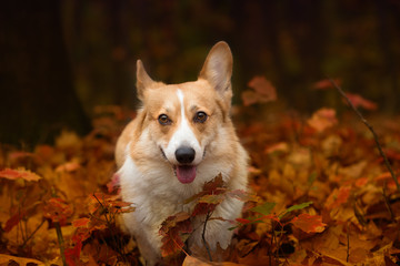 A lucky Welsh Corgi Pembroke dog stands in the beautiful autumn forest