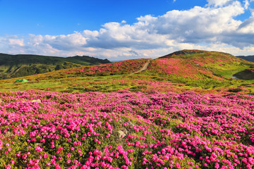 The lawns are covered by pink rhododendron flowers. Beautiful photo of mountain landscape. Concept of nature rebirth. Summer scenery. Blue sky with cloud. Location Carpathian, Ukraine, Europe.
