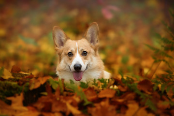 Naklejka na ściany i meble Pembroke Welsh Corgi dog sits in a beautiful autumn forest
