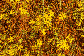 Beautiful florets in the park. Spring blossoming forsythia with soft focus and blurry. Nature blurry background in springtime. 