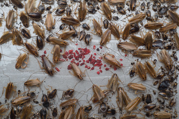 close-up, the texture of indoor cockroaches, catching paws on a sticky special trap from cockroaches. Close-up Destruction and control of indoor insects