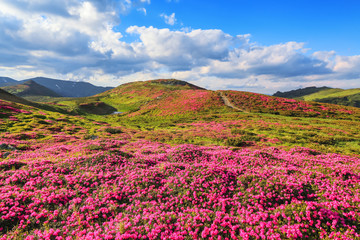 Fototapeta na wymiar From the lawn covered with pink rhododendrons the picturesque view is opened to high mountains, valley, blue sky in summer time. Concept of nature rebirth. Location Carpathian, Ukraine, Europe.