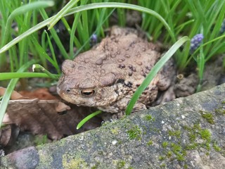 Frosch, Frog