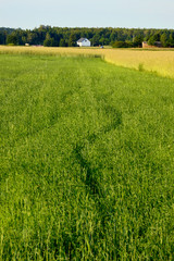 beautiful summer landscape green field of wheat and blue sky and a house in the distance