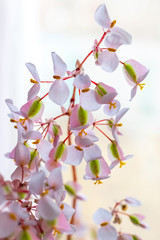Begonia flowers on a light background. Growing flowers at home