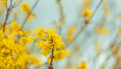 Abstract blurred background with bokeh and blooming forsythia branch in springtime. Spring nature wallpaper blurry backdrop.