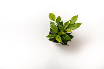 Fototapeta na wymiar Green plant in a pot on a white isolated background with copy space