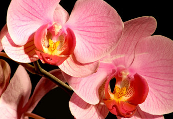 Pink orchid with drops of water on black background.