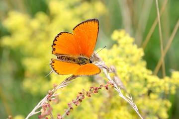 Butterfly on a spring meadow. Yellow flowers.