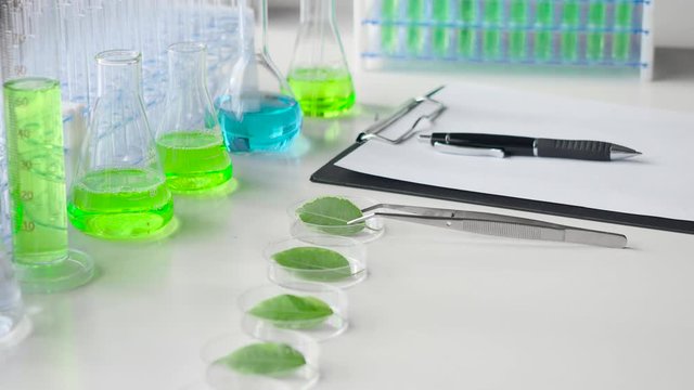 Working table in a laboratory with a test tubes and green leaves in a petry dishes.