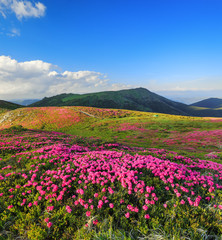 Mountain landscape. Amazing summer day. The lawns are covered by pink rhododendron flowers, blue sky with clouds. Concept of nature rebirth. Location place Carpathian, Ukraine, Europe.