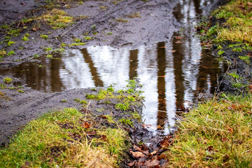 Fototapeta premium Puddle in forest, reflection of trees in puddle