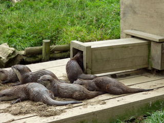 Asian otters