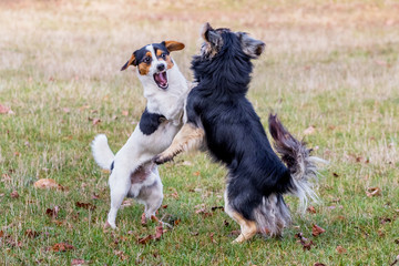 Two small dogs play in the garden on the grass, standing on their hind legs