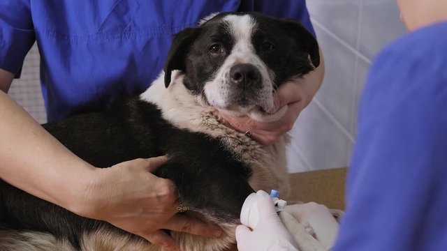A veterinarian installs an intravenous catheter for a dog in a vet clinic. A sick dog is given injections in the hospital.