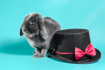 lop-eared dwarf rabbit next to a black cylinder hat on a turquoise background