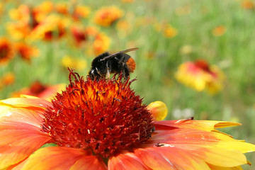 Diligent bee. Flowers of zinnia (Zinnia hybrida) with black bumblebee.