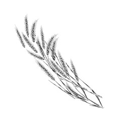 Fototapeta premium sketch of rye ears on a white background. engraving or drawing.