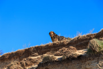 Old guard dog standing on the edge of a cliff