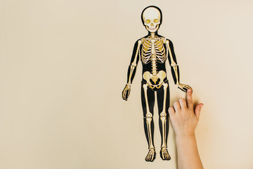 child learning puzzle of human skeleton assembled by a child, study of body structure, anatomy and...