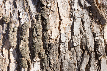 Texture made of pine bark in the forest