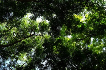 Bottom View of Trees in the Garden.