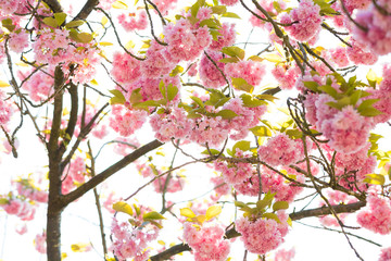 Obraz na płótnie Canvas rosa blühender Baum im Frühling