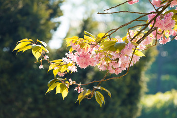 rosa blühender Baum im Frühling