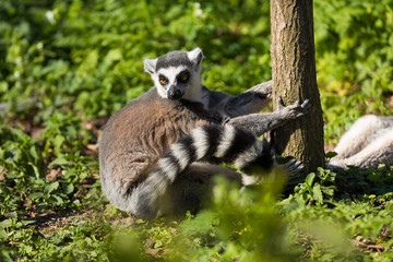 Lemuren im Wald