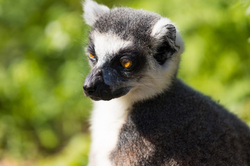 Obraz premium Lemuren im Wald