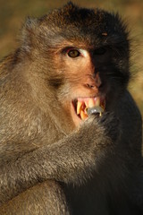 Portrait of a cambodian macaque eating fruit